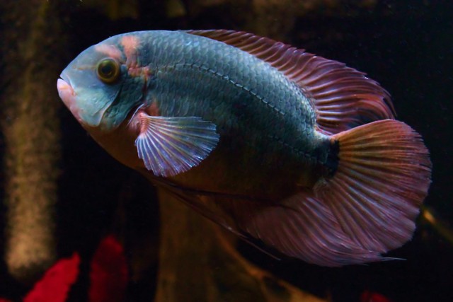 Винная цихлазома, цихлазома смарагдовая (Hypselecara temporalis), фото фотография аквариумные рыбы
