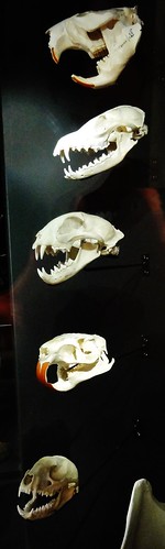 Image shows a vertical display of five white skulls mounted against a black wall. One of them has completely orange teeth; another has teeth that have a burnt-orange strip down the front.