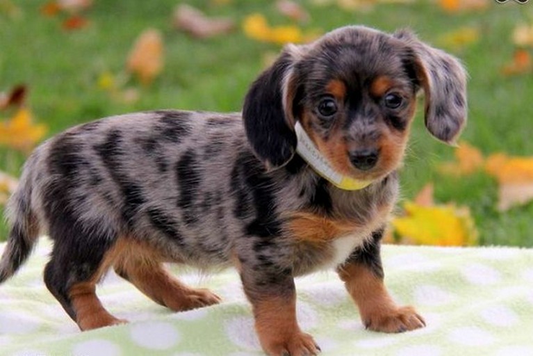 Dachshund Chihuahua Mix Puppies For Sale http//t.co/7UFdz
