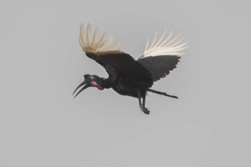 Abyssinian Ground Hornbill