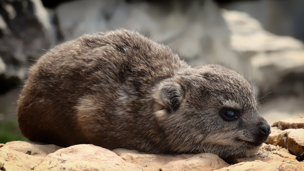 Dassie | Baby rock hyrax (or dassie). :D | Delyth Angharad | Flickr