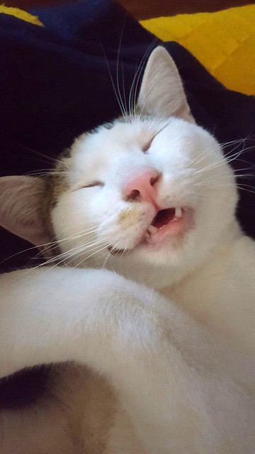Nilo, gatito blanco con toques pardos súper bueno esterilizado, nacido en Marzo´16 en adopción. Valencia. ADOPTADO. 30963781152_a02aa1468a_z