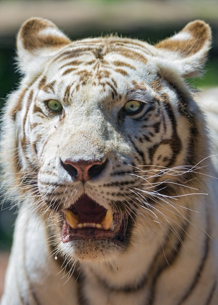 White tigress again | A next portrait of the white tigress w… | Flickr