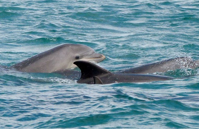 Delfines en Troia (Alentejo, Portugal)