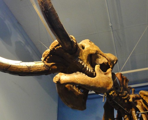 Image is a close-up view of the skull of the mastodon. Its teeth are enormous, and unlike the planed-off teeth of a mammoth, have sharp cusps.