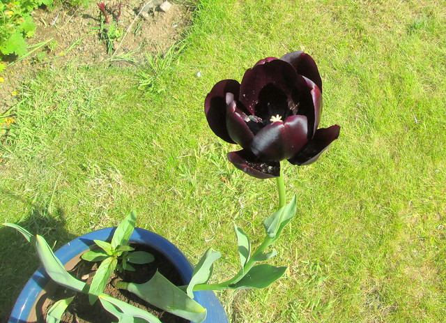 Queen of the Night tulip