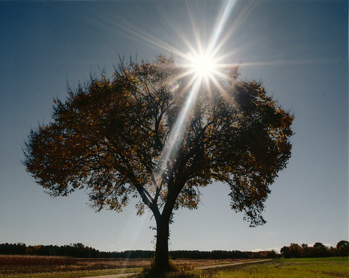 Photo of Wye Island Tree 