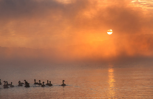 Photo of Canadian geese on Deep Creek Lake, taken by Robert Paine
