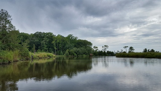 Scenic mallow marsh at Caledon State Park, Virginia