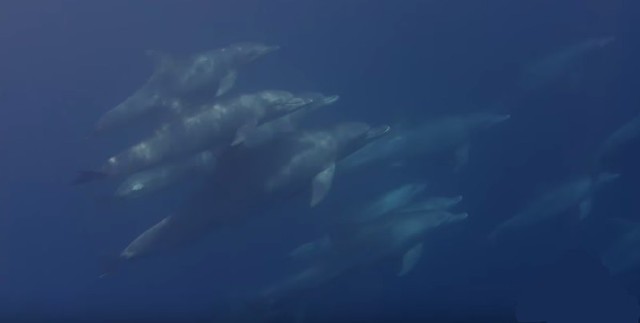 Delfines en Isla Reunión (Experiencia de nadar con delfines)