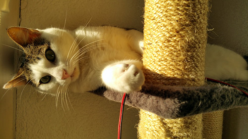 Rudy, gato blanquipardo mimosón sano y esterilizado nacido en Junio´14, necesita hogar. Valencia. ADOPTADO. 22719058067_f49a0c236c