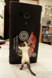 Little cat HOLD live large mobile Siamese reinforcements phone support
