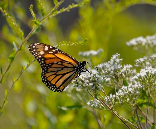 Monarch Butterfly by Mary Rabadan