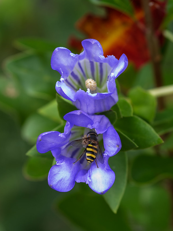 Gentiana catesbaei with hover fly