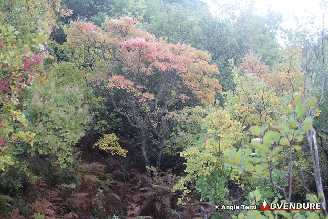 Στο πανέμορφο μονοπάτι που ενώνει τον Σκάρο με τα Κολυβάτα, η βλάστηση θυμίζει τα χρώματα των δασών της Ροδόπης με τις κιτρινοκόκκινες αποχρώσεις των πλατύφυλλων δέντρων!