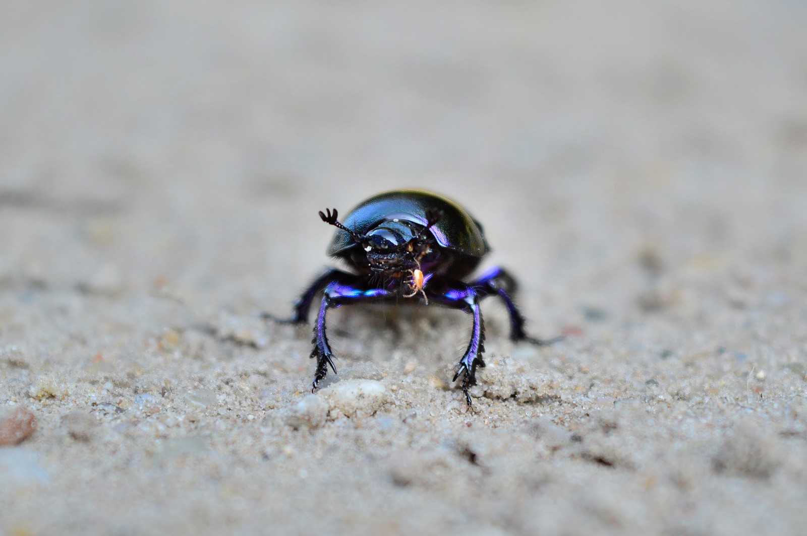 Blue mint beetle.