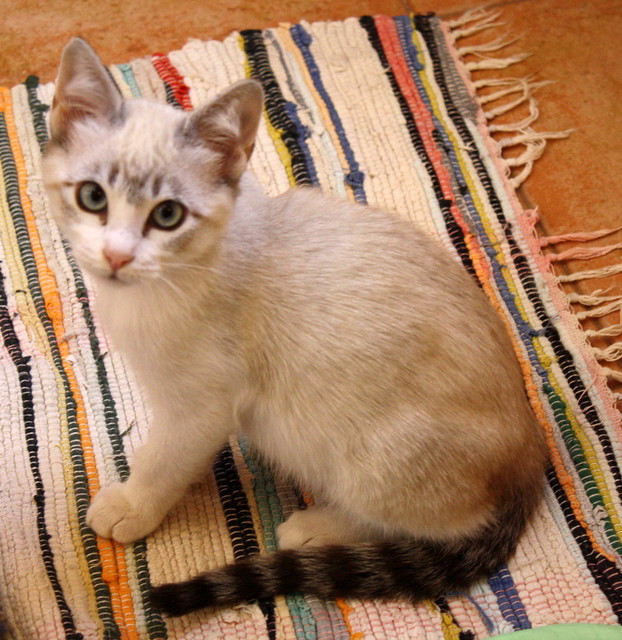 Menut, gatito cruce siamés ojazos azules independiente y activo esterilizado, nacido en Agosto´16, en adopción. Valencia. ADOPTADO. 30977489435_980604c4d8_z