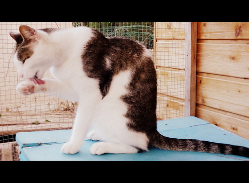 Rudy, gato blanquipardo mimosón sano y esterilizado nacido en Junio´14, necesita hogar. Valencia. ADOPTADO. 22014913229_266c2969d0