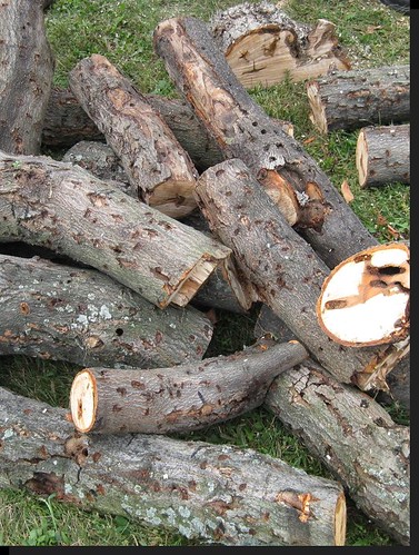 Sections of a tree that’s been cut down showing a lot of damage from ALB, such as tunneling at the ends, exit holes and egg sites.
