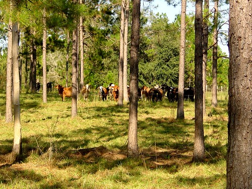 Livestock in a forest
