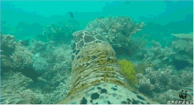 The great barrier reef seabed like? Turtles with GoPro tell you