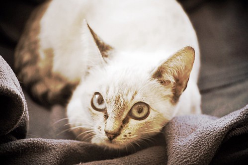 Bastian, gatito Siamés Tabby precioso y dulce, nacido en Septiembre´15, en adopción. Valencia. ADOPTADO. 22598014387_51a23d56bb