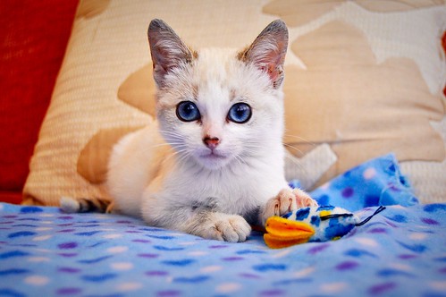 Jackie, gatita ojos azules cruce Burmilla tranquila y dulce, nacida en Septiembre´16, en adopción. Valencia. ADOPTADA. 31092558105_9bfae4238c