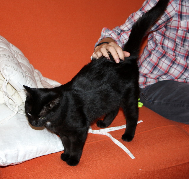 Machín, gatito negro de ojazos verde aguamarina súper dulce y bueno esterilizado, nacido en Mayo´16, en adopción. Valencia. ADOPTADO. 30442311170_3b8e88d659_z