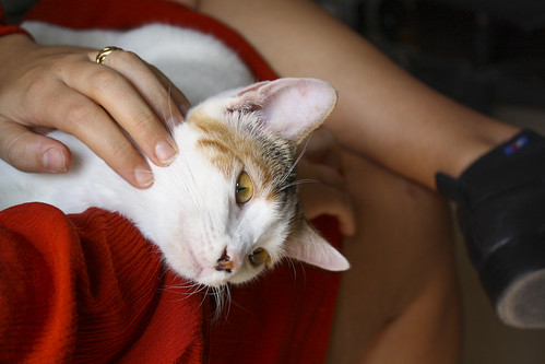 Amber, gatita blanca y ámbar preciosa y dulzona esterilizada, nacida en Marzo´15 en adopción. Valencia. ADOPTADA. 21648029244_5c4944d1af