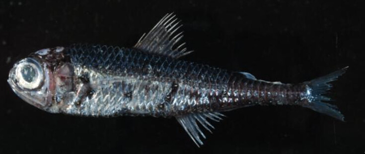燈籠魚的一種，可以清楚看到身體腹側有許多發光器。圖片作者：何宣慶。