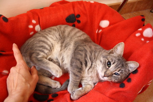 Luka, gatito azul ruso tabby esterilizado con ojo velado nacido en Agosto´15, en adopción. Valencia. ADOPTADO. 24041889622_d0f80c06c9