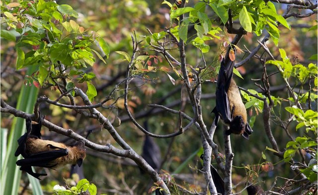 在樹上活動的蝙蝠。圖片來源： David Brossard（CC 2.0）