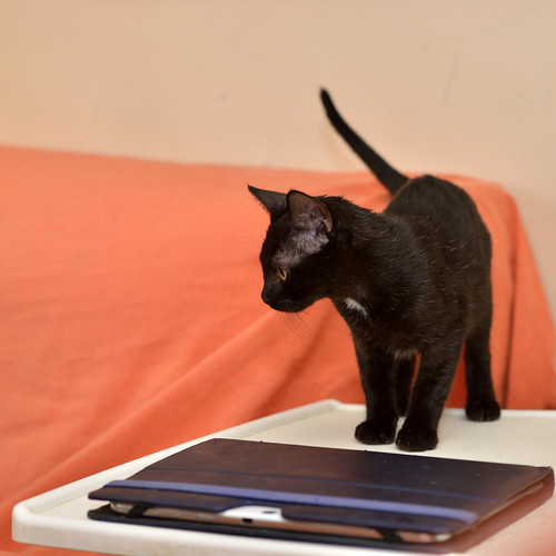 Marley, gatito negro súper sociable y juguetón, nacido en Junio´16, en adopción. Valencia. ADOPTADO. 29541136123_5603007380