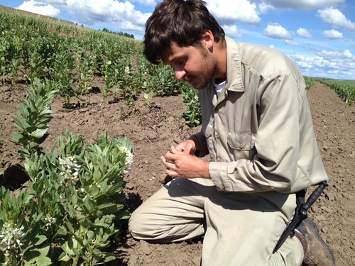 Virginia State University undergraduate Christos Galanopoulos learns about agricultural research and collecting field samples during his internship at ARS’s Plant Germplasm Introduction and Testing Research Unit in Pullman, Washington. Photo by Jinguo Hu, Agricultural Research Service.