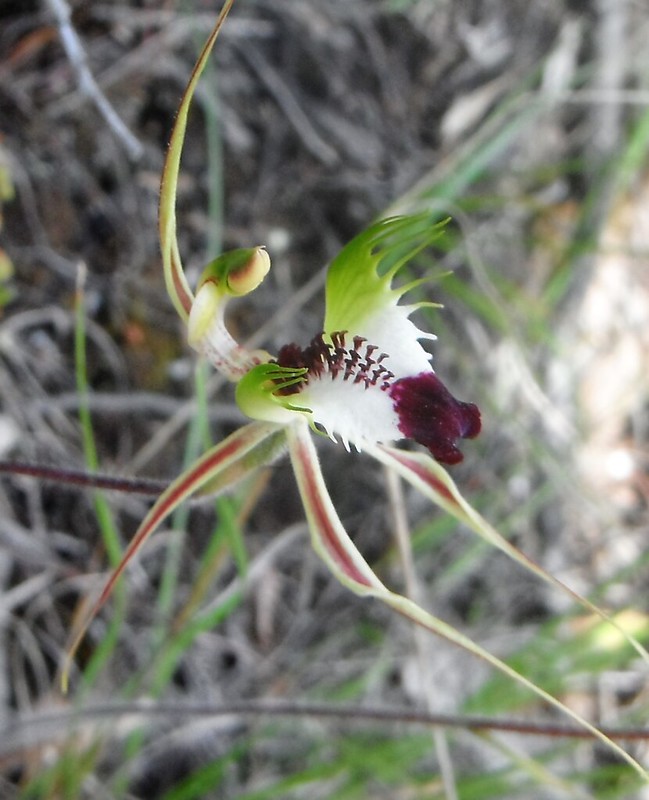 ​Troublesome orchid - Grampians