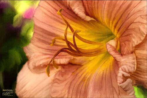 Image of a painted peach hibiscus