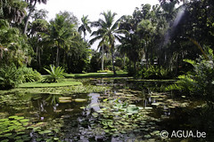 McKee Botanical Garden, Florida