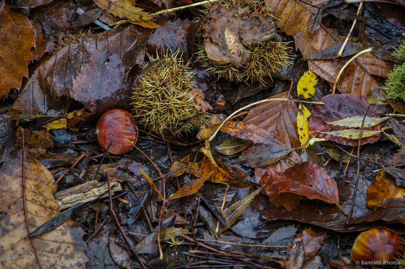 Castañas y hojas mojadas en el suelo