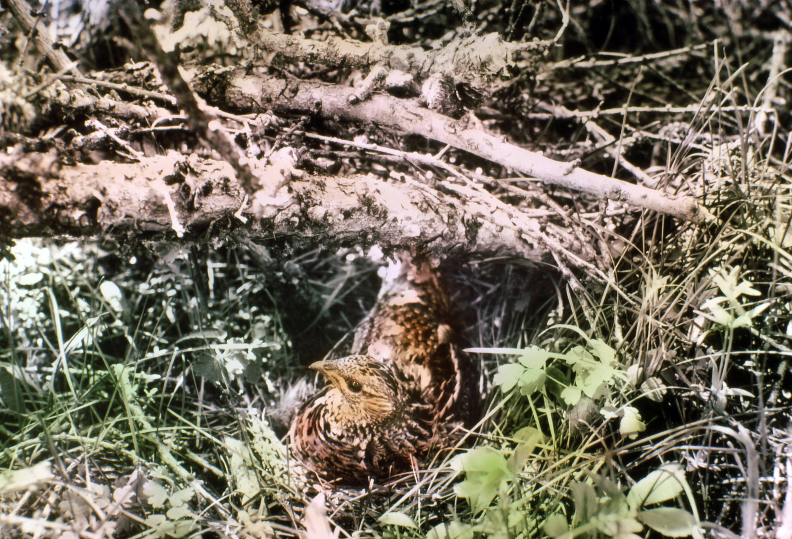 375580 Ruffed Grouse on Nest, Malheur NF 1938 | by Forest Service - Pacific Northwest