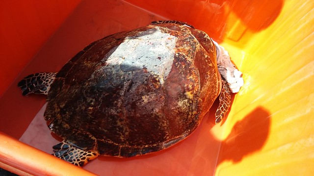 玳瑁和綠蠵龜是台灣沿海常見的海龜。圖為宜蘭縣政府救傷成功後野放的玳瑁小飛。圖片來源：宜蘭縣政府