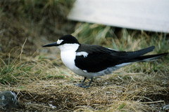 Sooty Tern