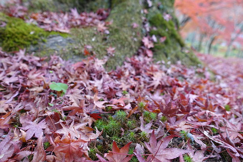 Nanzenji colored leaves 03