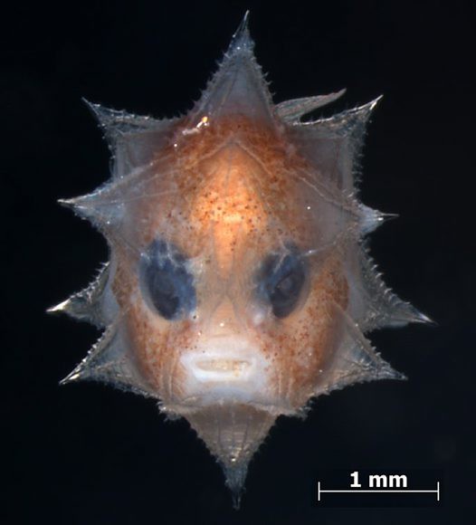 日本國立A 2.7 mm long larval Ocean Sunfish from the Ichthyology Collection of the National Science Museum, Tokyo.科學博物館所收藏的曼波魚幼苗，大小約2.7mm。 圖片來源：David Johnson/ National Museum of Natural History。