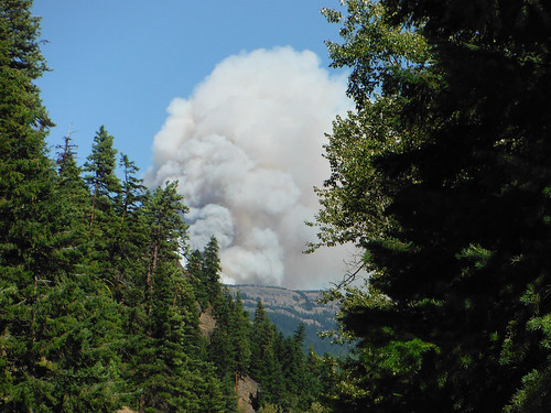 A column of smoke rising from a forest fire