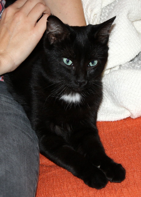 Machín, gatito negro de ojazos verde aguamarina súper dulce y bueno esterilizado, nacido en Mayo´16, en adopción. Valencia. ADOPTADO. 30107352613_a17dc33e89_z