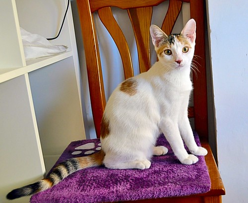 Amber, gatita blanca y ámbar preciosa y dulzona esterilizada, nacida en Marzo´15 en adopción. Valencia. ADOPTADA. 20303280453_8f1092ebe4