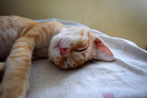 Kuga, gatito naranja ojos miel nacido en Julio´15, en adopción. Valencia. ADOPTADO. 21473339920_91647f9f57