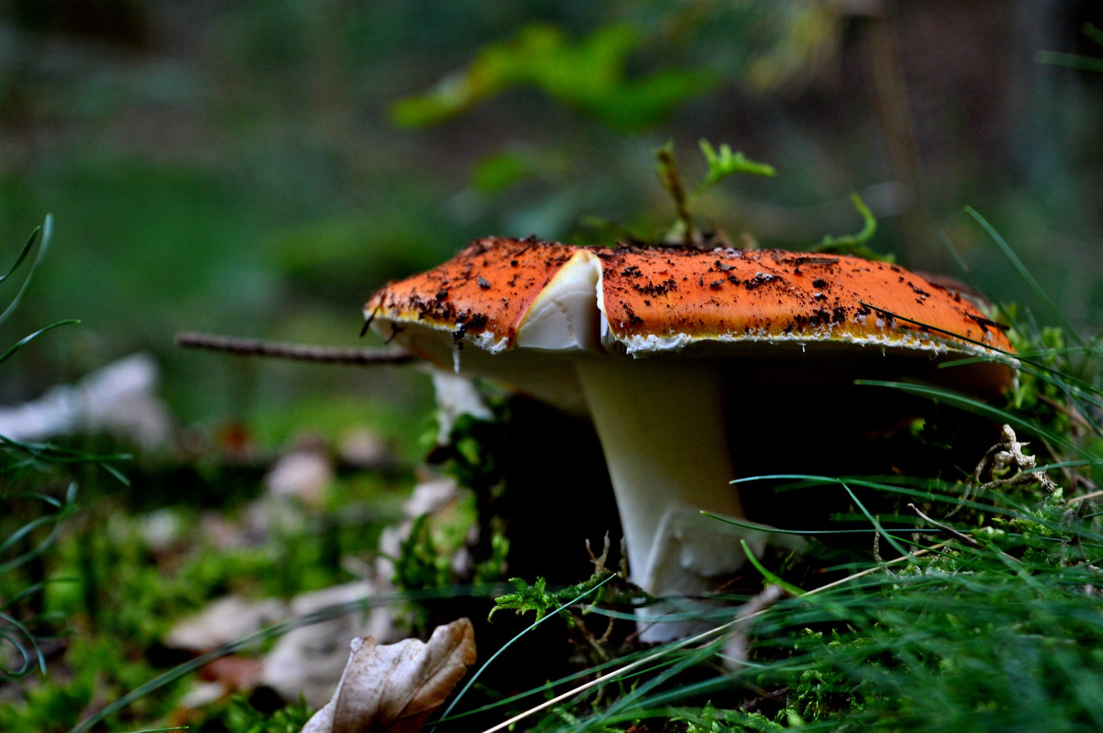 Fungi are typical for autumn.