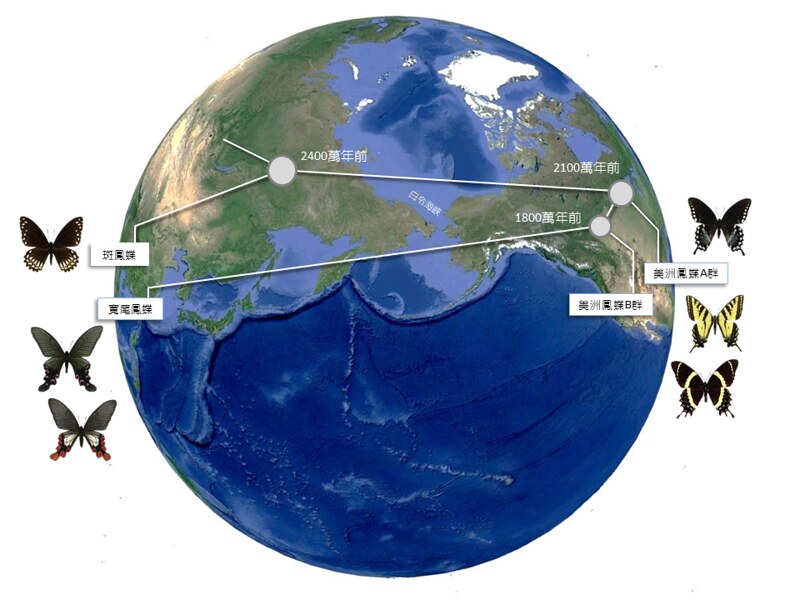 寬尾鳳蝶的祖先由北美洲經白令陸橋進入亞洲的示意圖 。顏聖紘繪製；林務局提供。