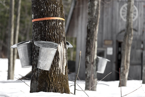 Maple syrup collection in a sugar bush. NIFA grants support camps that allow tribal youth to experience cultural tradition while learning about plant science. (iStock image)